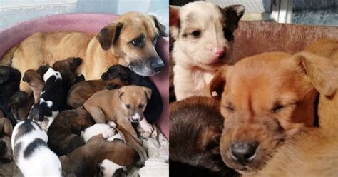 Mamma Cagnolina Denutrita E I Suoi Innumerevoli Cuccioli Vengono