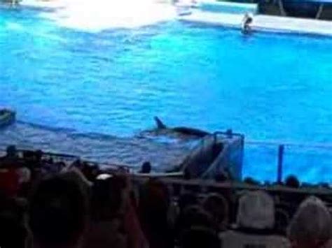 Sea World Believe Shamu Part One YouTube