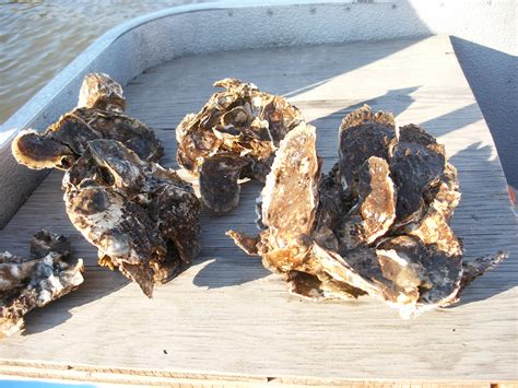 Hudson-Raritan Estuary Oyster Reintroduction Photos CUES at Rutgers SEBS