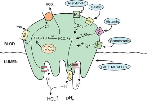 Physiology Of The Gastric Parietal Cell Explanation Diagram Vector