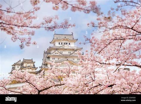 Himeji Castle With Sakura Cherry Blossom Season Stock Photo Alamy