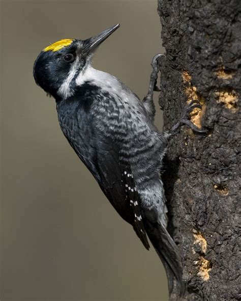 Black-backed Woodpecker | Woodpecker, Birds, Bird