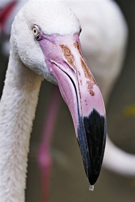 Flamingo Kebun Binatang Burung Foto Gratis Di Pixabay Pixabay