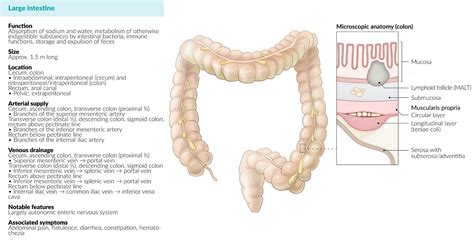 Ascending Colon Retroperitoneal