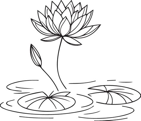 Nymphaea water lily drawings, outline water lily drawing, outline water ...