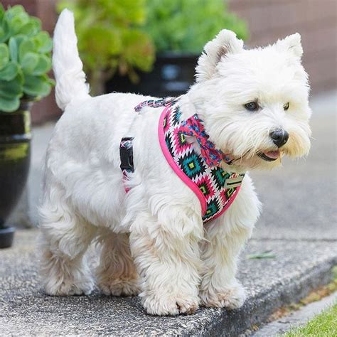 Haircut Happy Saturday West Highland Terrier Westies