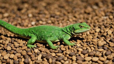 Find The Perfect Food For Your Reptile Top Reptile Dry Food Options