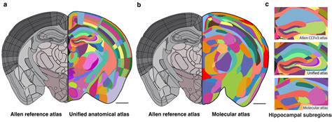 Comparison Of Mouse Brain Atlases Rebuilt Illustration Using Publicly