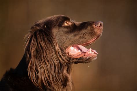 Are German Longhaired Pointers Intelligent Dogs