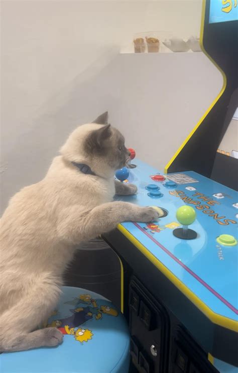 My Cat Playing My New Arcade Machine Rarcade1up