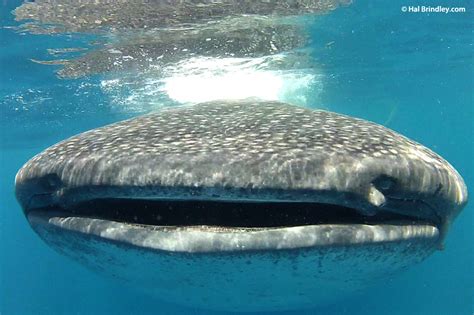 Whale Shark Facts - Fun & Fascinating Animal Facts by Travel-for-Wildlife!