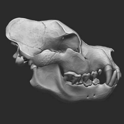 Gigantopithecus Skull