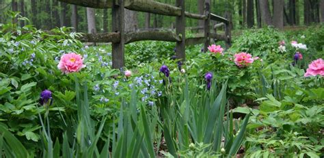 Peony Garden Images Daffodils As Succession Plantsground Cover