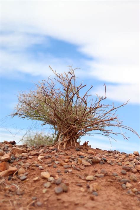 Desert Plants, Rocky Soil, and Blue Skies Stock Image - Image of river ...