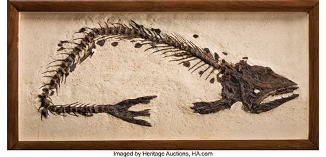 RARE FOSSIL FISH. ... Fossils Fish | Lot #49266 | Heritage Auctions