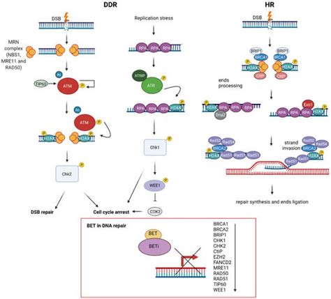 Bet Protein Proteolysis Targeting Chimera Protac Exerts Potent Lethal