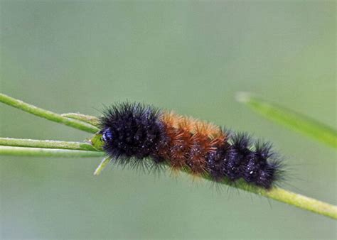 What Do Woolly Bear Caterpillars Eat Food List