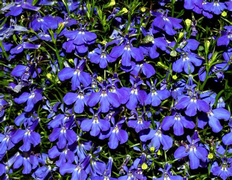 Lobelia Characteristics Major Species And Medicinal Uses Britannica