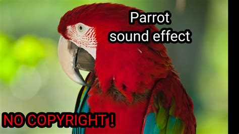 Noisy Parrot Sound Effect For Video No Copyright Youtube