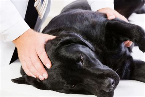 Osteoarthritis in Dogs: Causes, Symptoms & Treatment