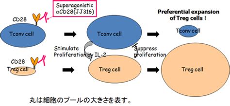 Cd28スーバーアゴニストによる腎炎の治療｜大阪大学腎臓内科