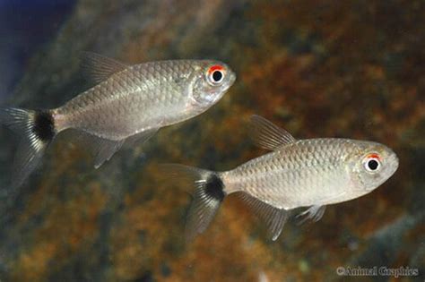 Red Eye Tetra Regular Size