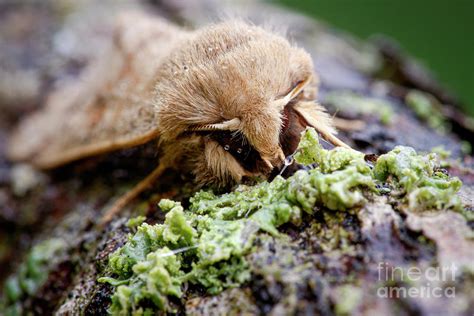 Twin Spotted Quaker Moth Photograph By Heath Mcdonald Science Photo