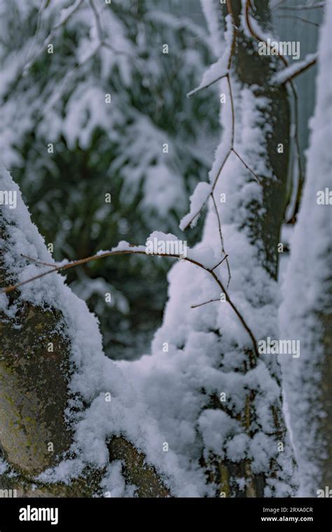 Winter in Poland, Podkarpackie county, snowy meadows, snowy landscape ...