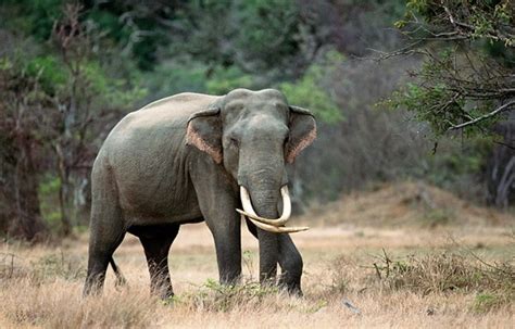 6 Different Species of Elephants Still Exist