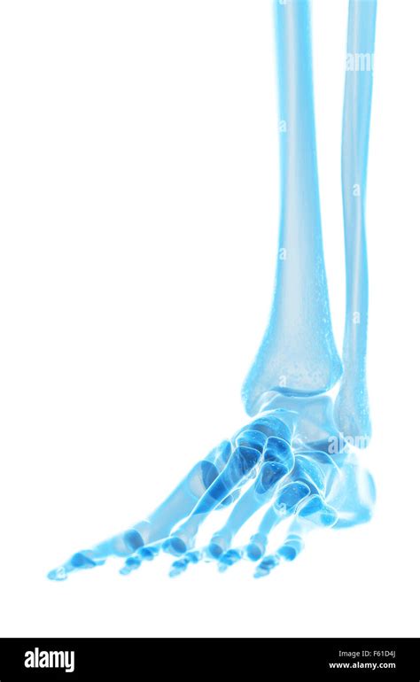 Medically Accurate Illustration Of The Foot Bones Stock Photo Alamy