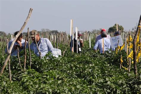 Desarrolla Agroinnova 2019 Jornadas Tecnológicas Para Agricultores