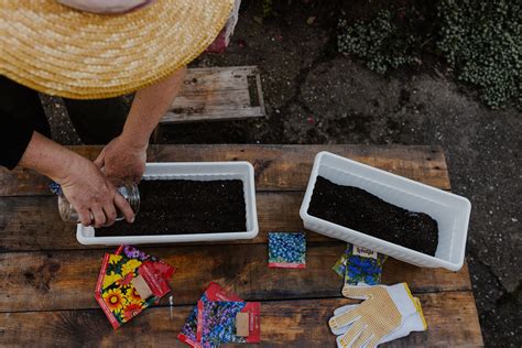 Free picture: Gardener planting plant material in flowerpot