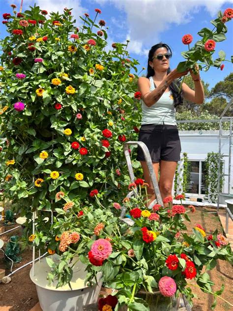 Vertical Farming with Zinnias | Tower Garden Zinnias