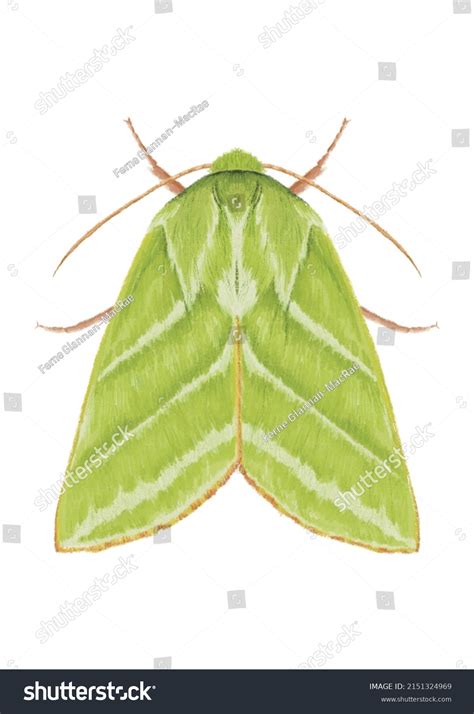 Green Silver Lines Moth Illustration Isolated Stock Illustration ...