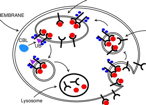 The Egf Signaling Pathway Download Scientific Diagram