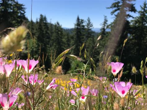 Spring Wildflowers Eugene Cascades Oregon Coast