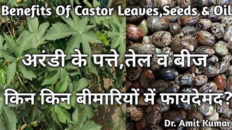 Benefits Of Castor Leaves Seeds Oil अरड क पतत तल व बज कन