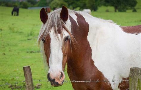 Outstanding Brown Horse Names + Ideas - Petnamee