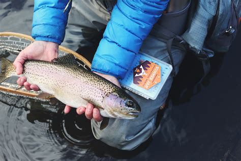 Best Fishing Methods for Stocked Trout - Epic Walleye