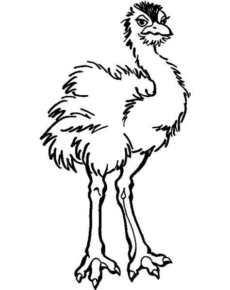 Ostrich Coloring Pages - Kidsuki