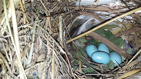 Myna Nest With Sky Blue Eggs Myna Eggs Colour Youtube