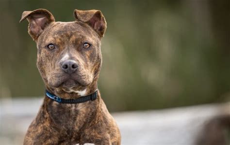 Brindle Pit Bull (New Owner's Guide to This Tiger-Striped Dog) | All ...