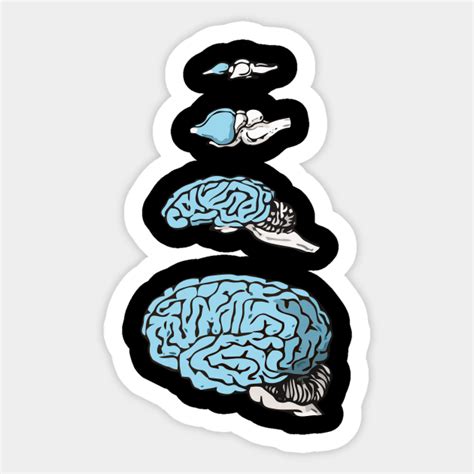 Neocortex Evolution Neocortex Sticker Teepublic