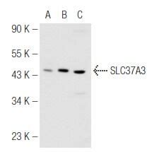 SCBT Santa Cruz Biotechnology