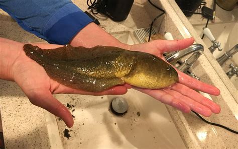 Meet Goliath A Massive Tadpole As Long As Your Face Live Science