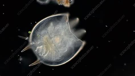 Brachionus Rotifer Stock Video Clip K0064696 Science Photo Library