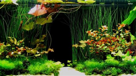 1920x1080 Data Id 50108 Data Src Walls Full 4 F 4 50108 Aquarium