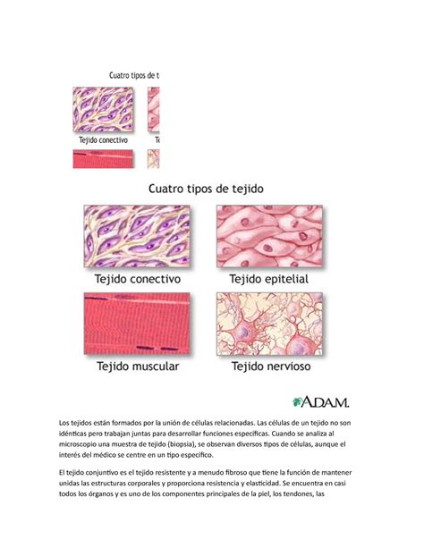 Los Tejidos Est N Formados Por La Uni N De C Lulas Relacionadas Las