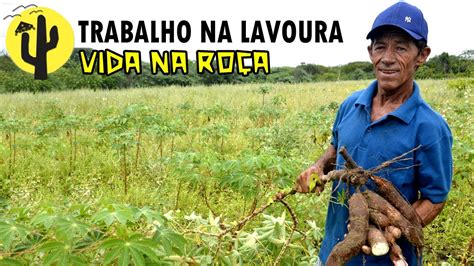 VIDA NA ROÇA PRODUTOR RURAL Divaci Mostra o Resultado das CHUVAS e