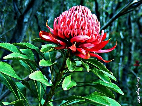 Floral Emblem Of New South Wales Smortaus Flickr